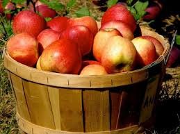 Come to Curtis Apple Orchard - Enjoy some fun in the country!