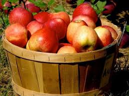 Come with us to Curtis Apple Orchard and enjoy some fun in the country!