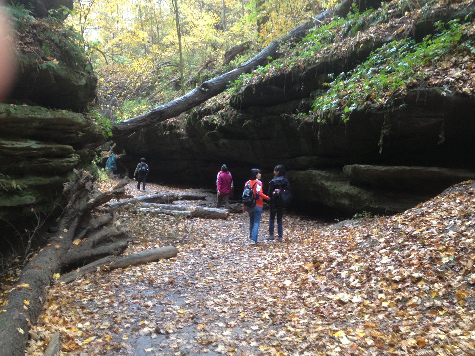 are dogs allowed at turkey run state park