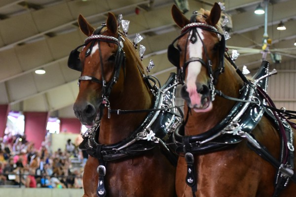 A Fun-filled Day at the Illinois State Fair!